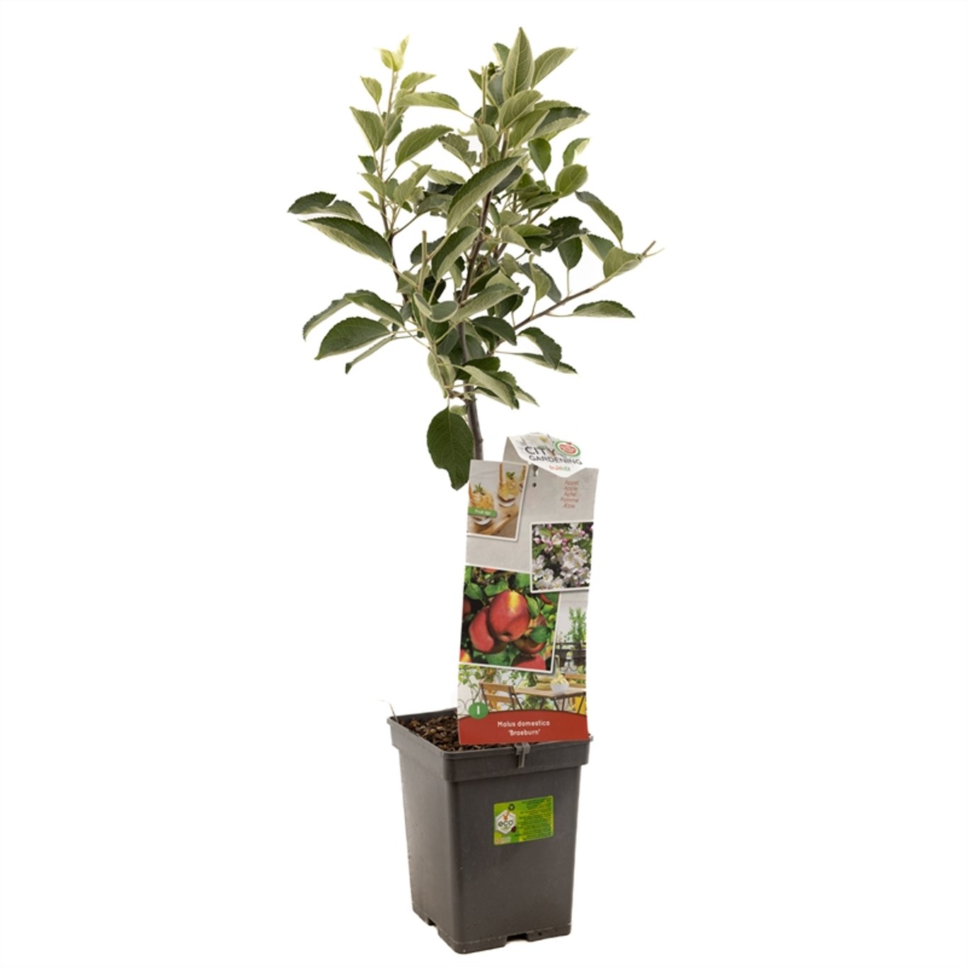 Malus d. 'Braeburn' - C5 60-80 CM Patio