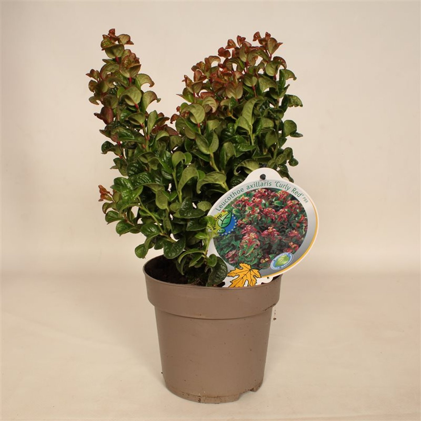 Leucothoe axillaris 'Curly Red' - C2