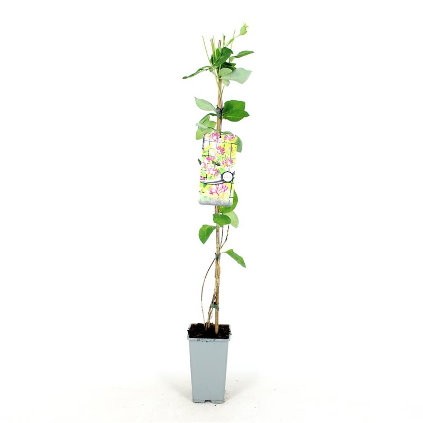 Lonicera heckr. 'American Beauty' - C2 80-100 CM Stick