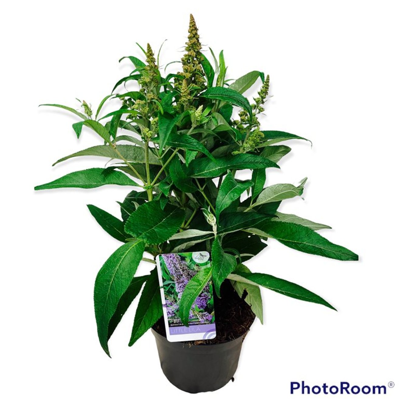Buddleja d. 'B. Candy Little Lila' - C3