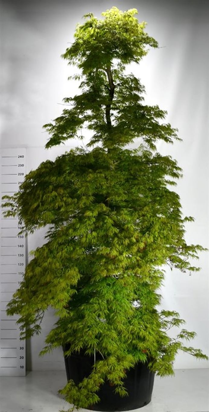 Acer pal. 'Dissectum' - C250 300-350 CM