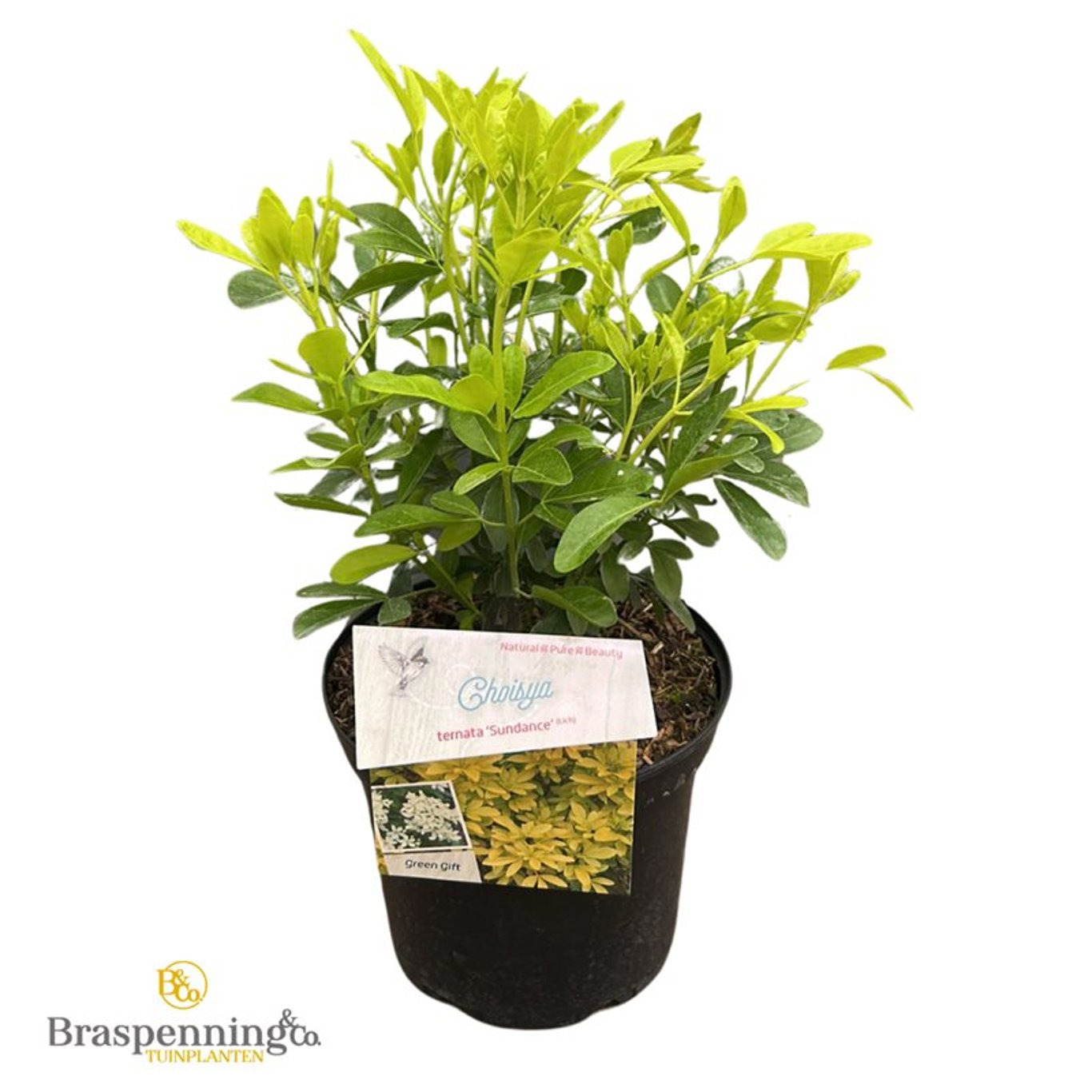 Choisya ternata - C5 30-40 CM