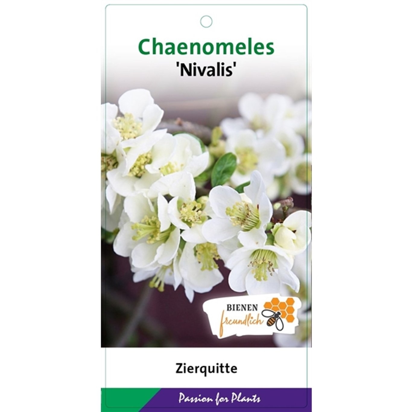 Chaenomeles spec. 'Nivalis' - C5 40-50 CM