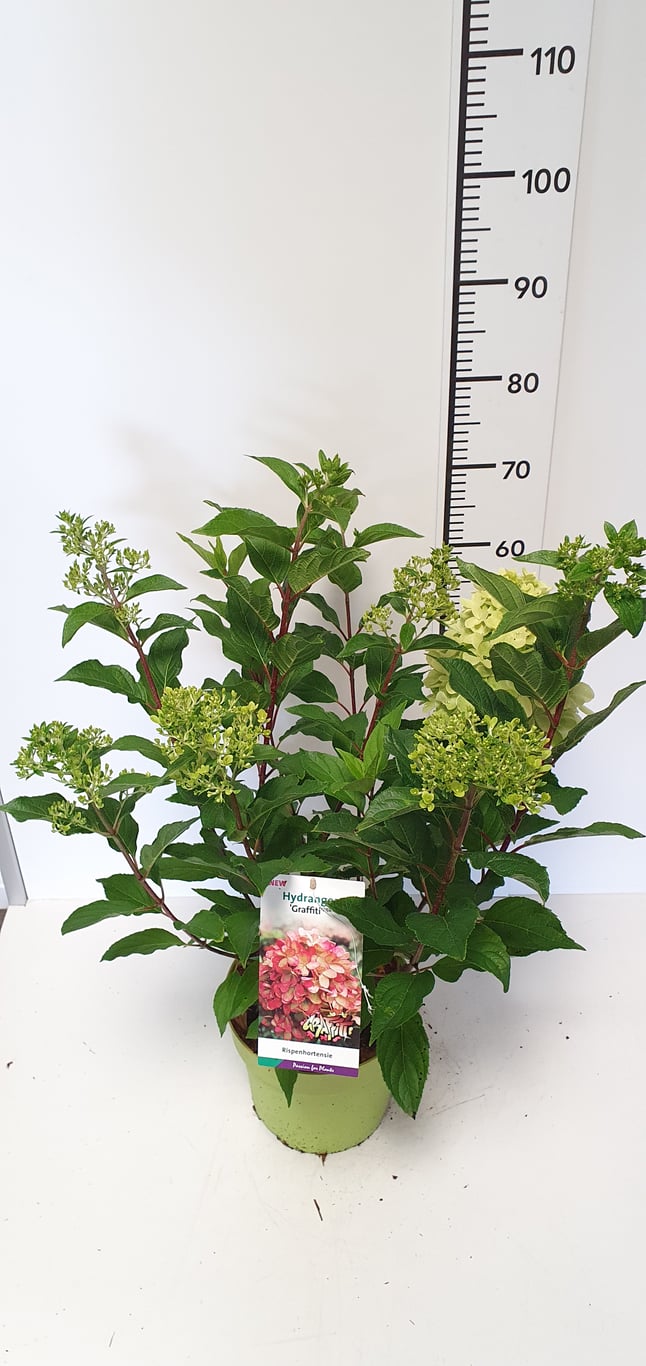 Hydrangea pan. 'Graffiti' - C7.5 50-60 CM