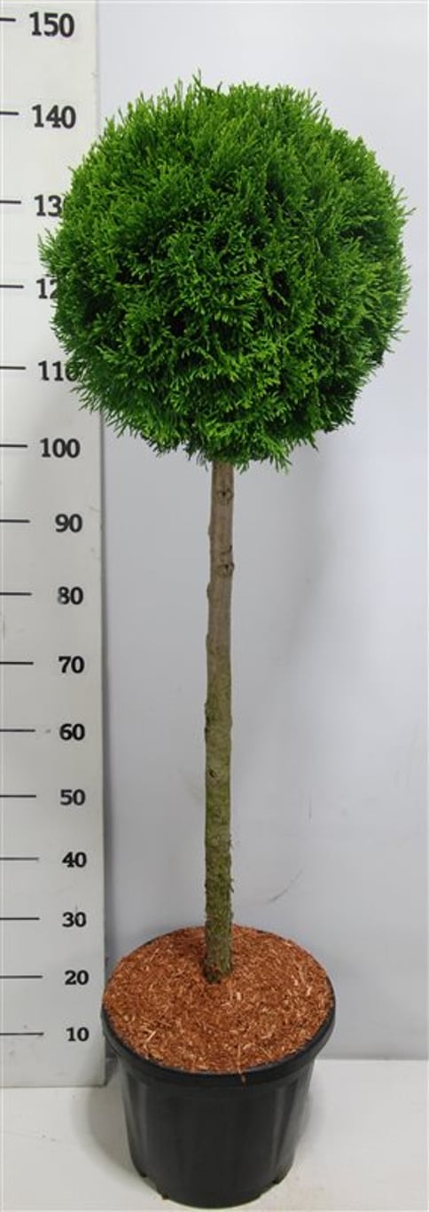 Thuja occ. 'Smaragd' - 90 CM Stem C20