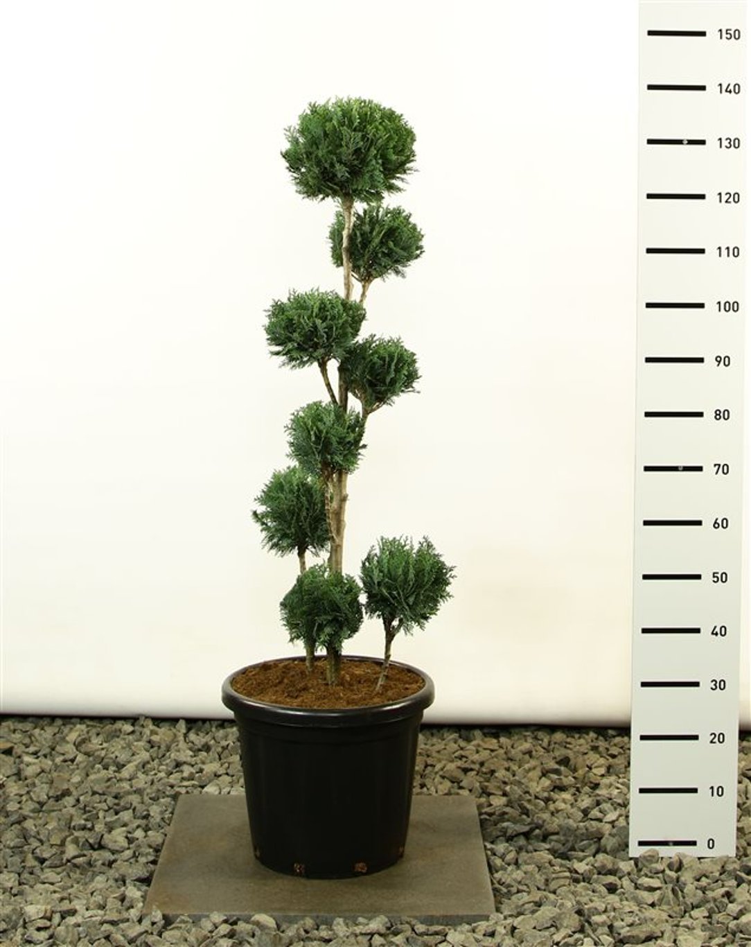 Chamaecyparis l. 'Columnaris' - 125-150 CM PonPon Cont.