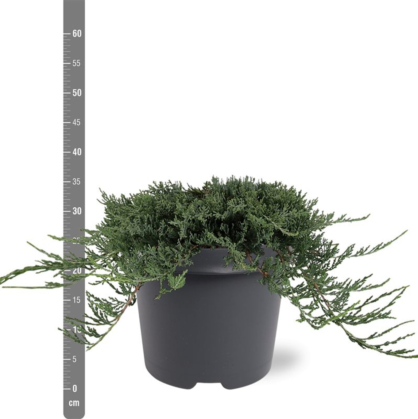 Juniperus h. 'Wiltonii' - C5 30-40 CM