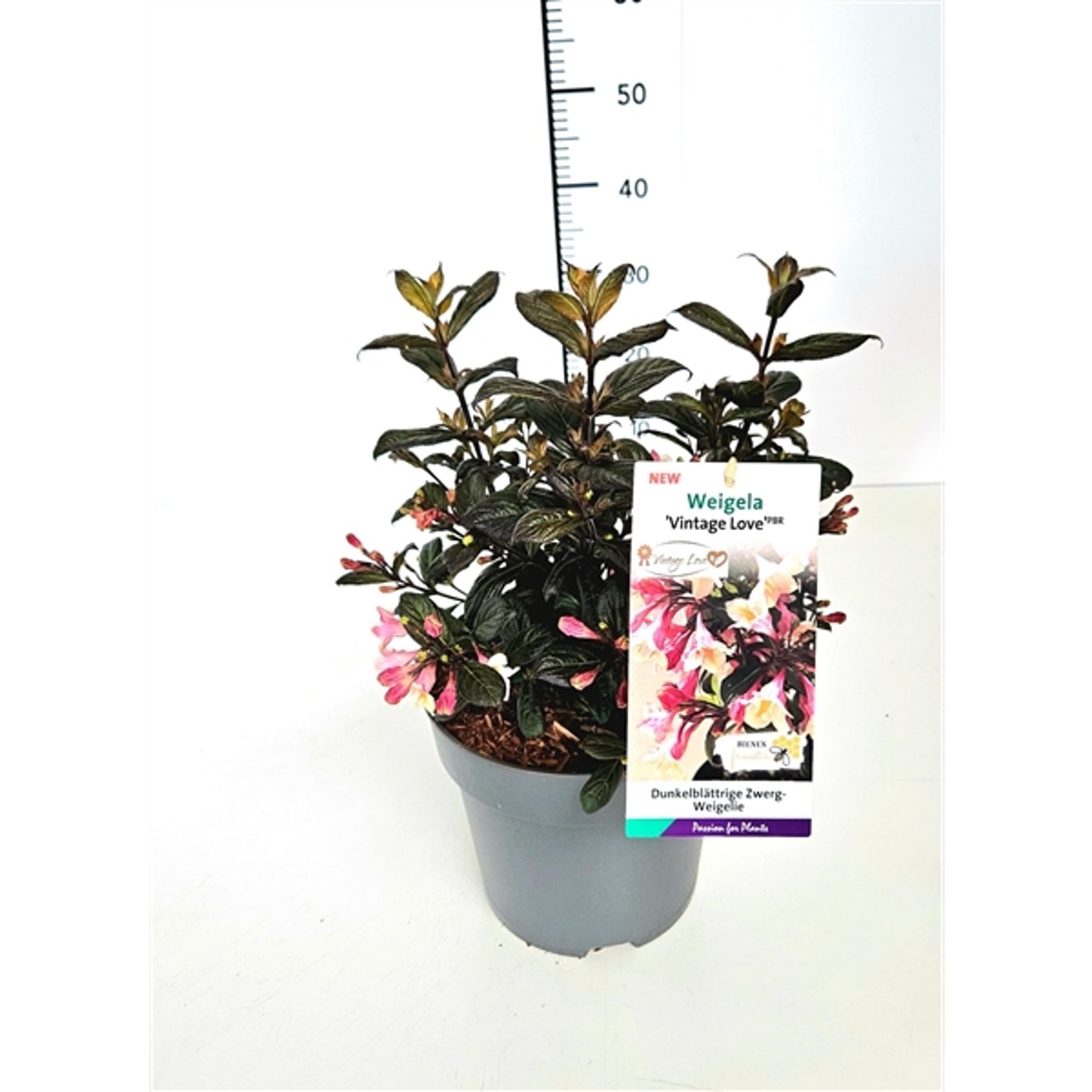 Weigela 'Vintage Love' - C5 30-40 CM