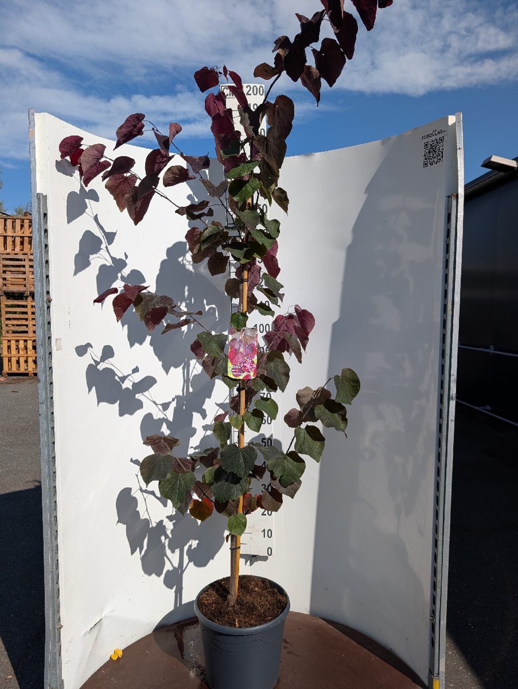 Cercis can. 'Forest Pansy' - C20 150-175 CM