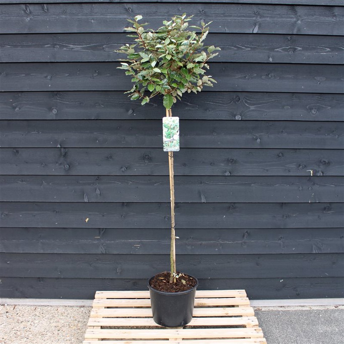 Elaeagnus ebbingei - 120 CM Stem C12
