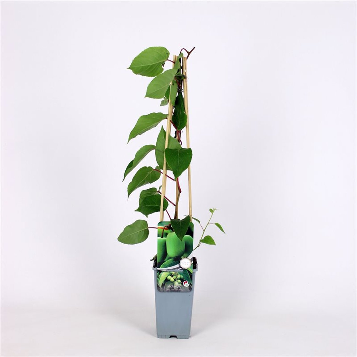Actinidia a. 'Geneva' - C2 70/+ CM