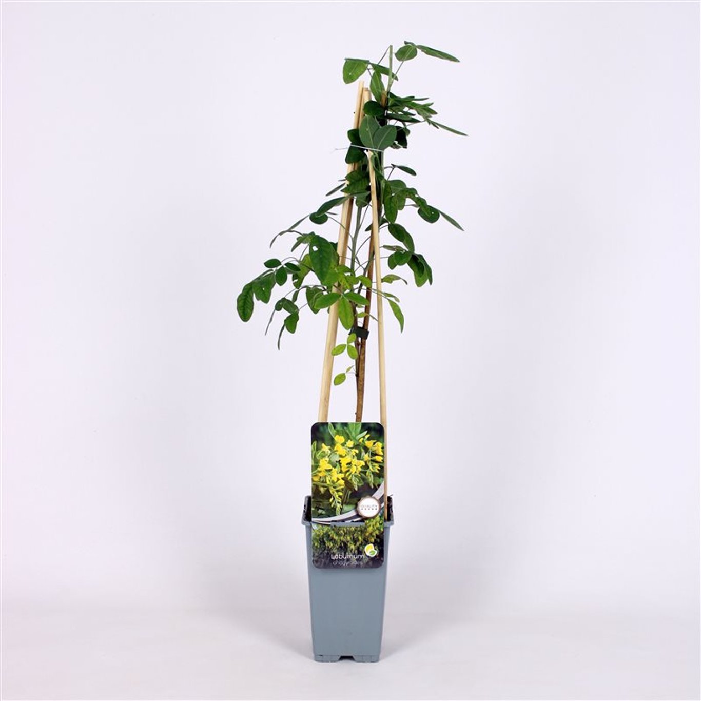 Laburnum anagyroides - C2 70/+ CM