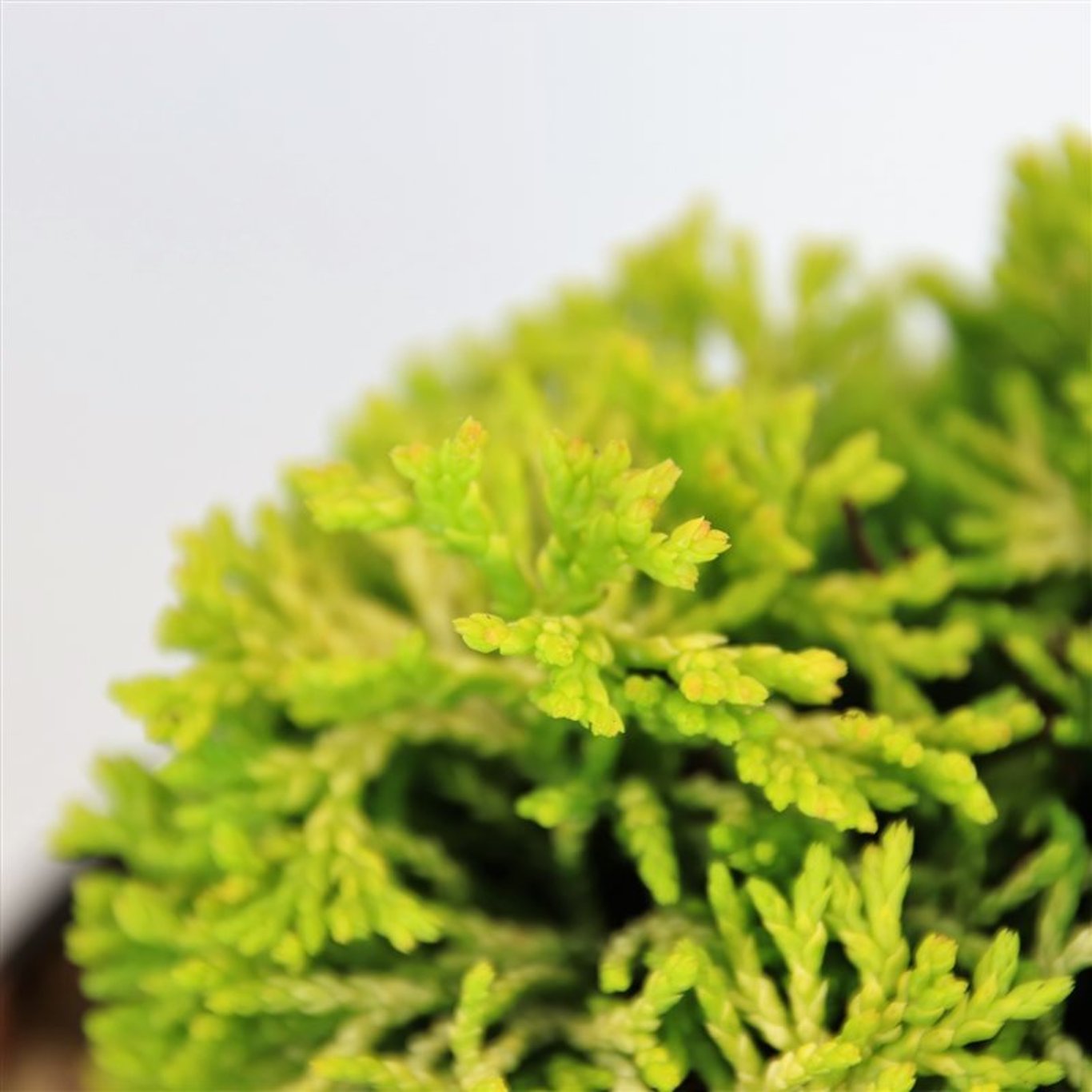 Chamaecyparis o. 'Butterball' - C3 15-20 CM