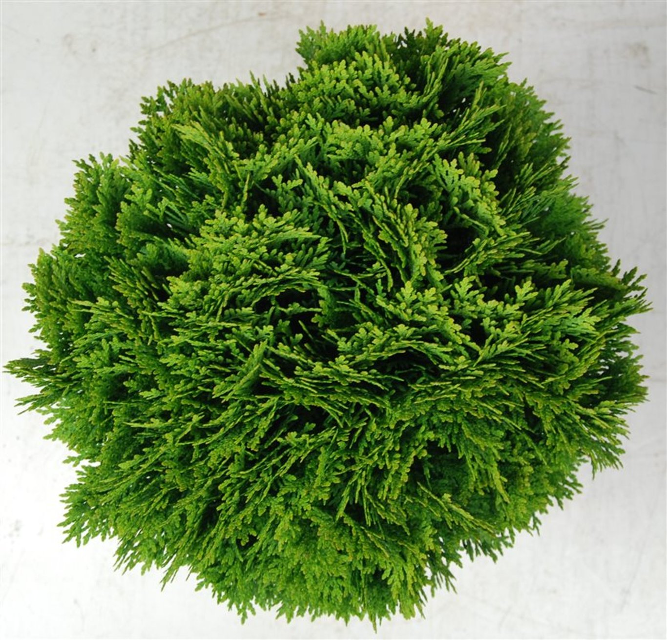 Thuja occ. 'Danica' - C7.5 30-40 CM