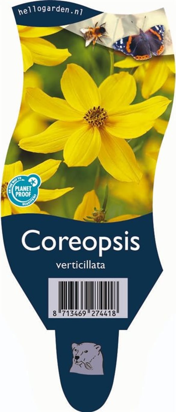 Coreopsis verticillata - P11