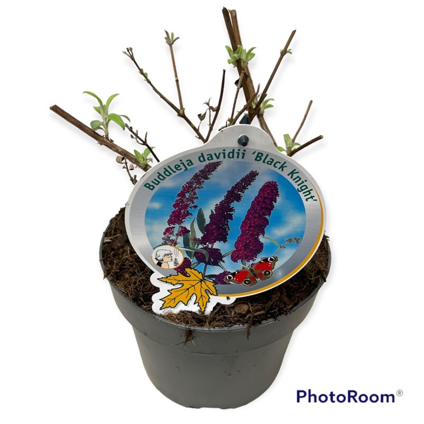 Buddleja d. 'Black Knight' - C3