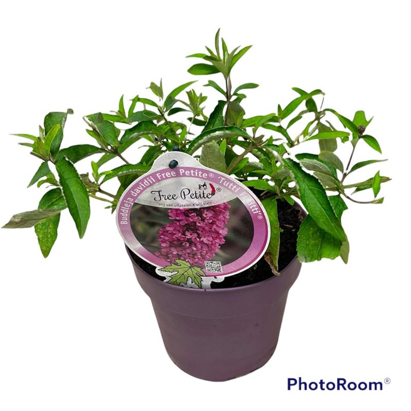 Buddleja Free Petite Tutti Fruitti - C3