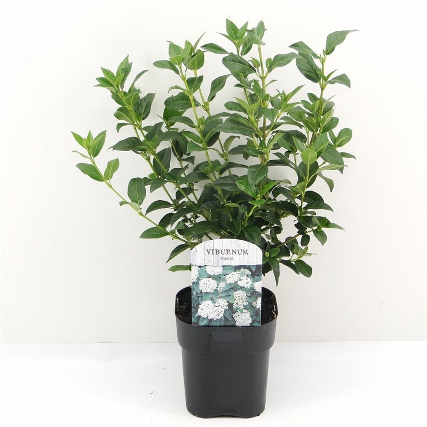 Viburnum tinus - C2