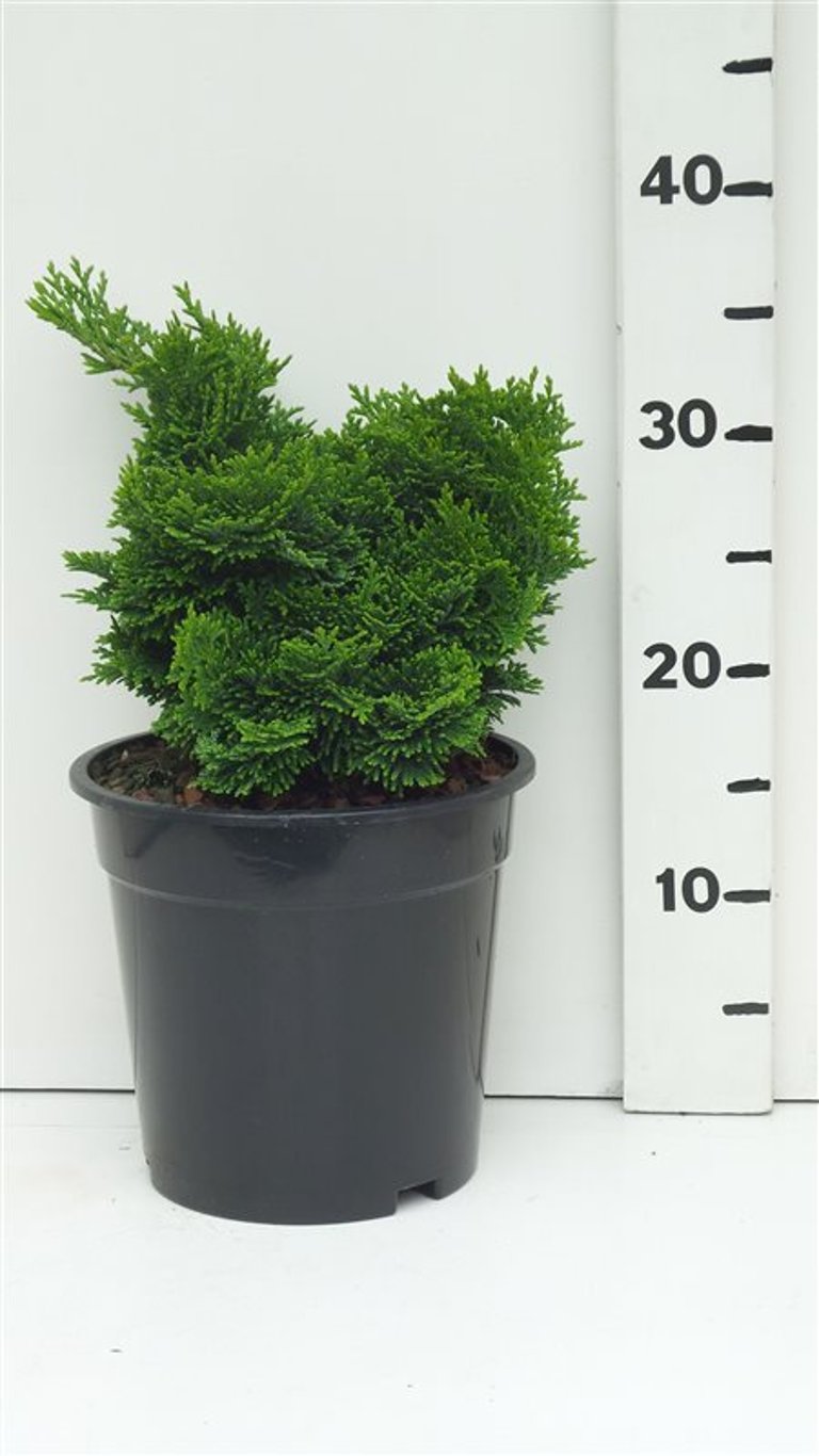 Chamaecyparis o. 'Nana Gracilis' - C3 20-25 CM