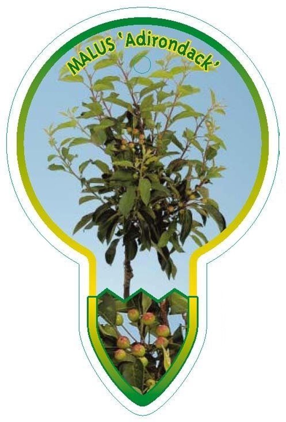 Malus 'Adirondack' - 80 CM Stem C5