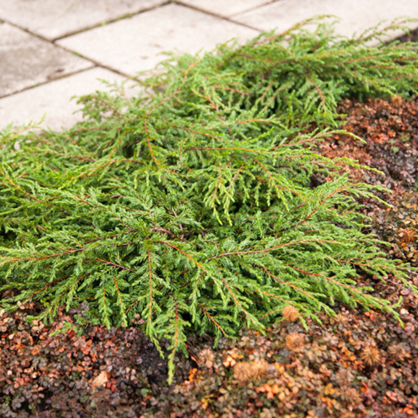 Juniperus comm. 'Repanda' - C3 25-30 CM