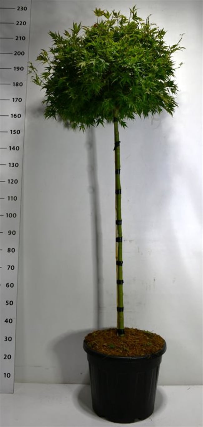 Acer pal. 'Shaina' - 120 CM Stem C30