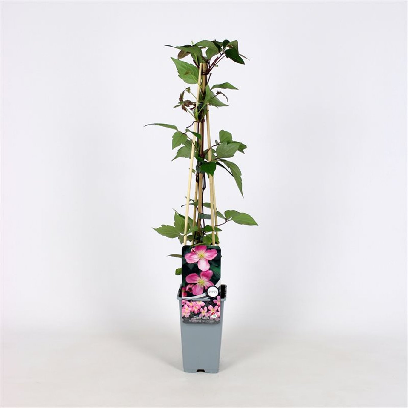 Clematis 'Tetrarose' - C2 70/+ CM