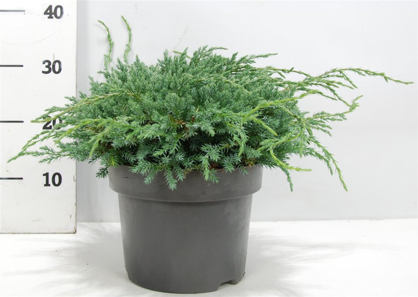 Juniperus squamata 'Blue Carpet' - C5 30-40 CM