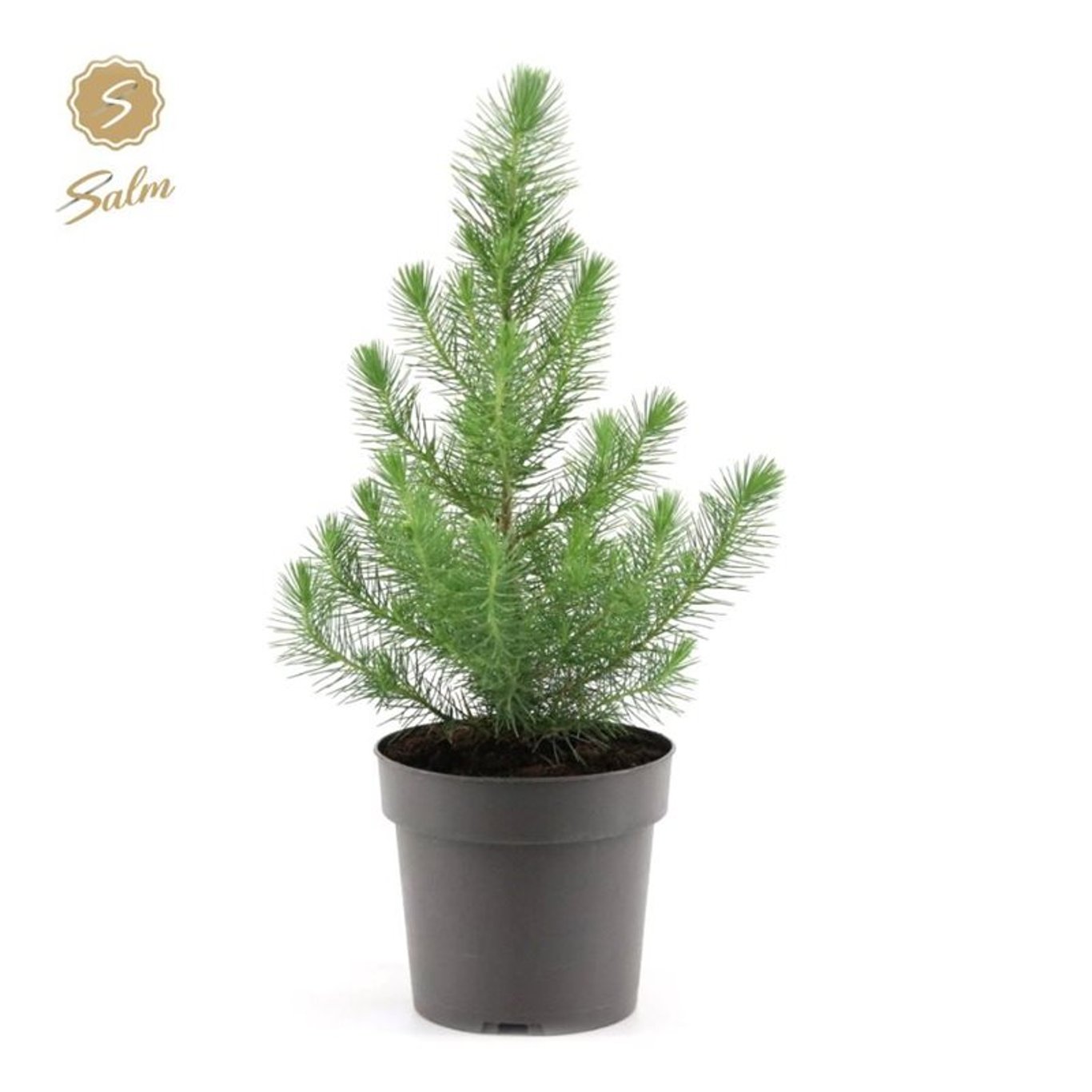 Pinus pinea 'Silver Crest' - C2 34-45 CM