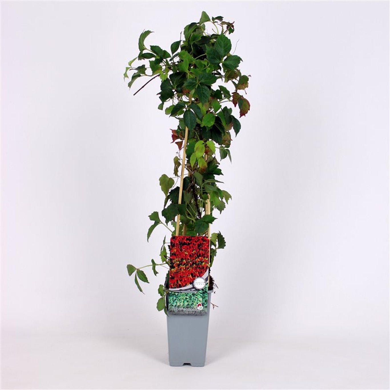 Parthenocissus tr. 'Veitchii' - C2 70/+ CM