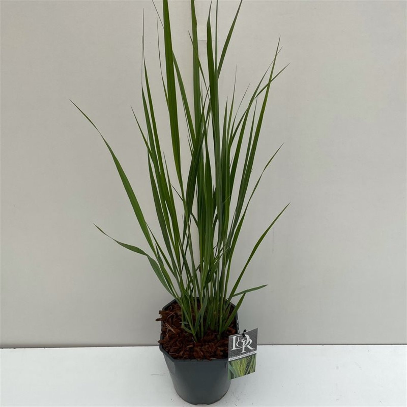 Panicum virgatum 'Northwind' - C5