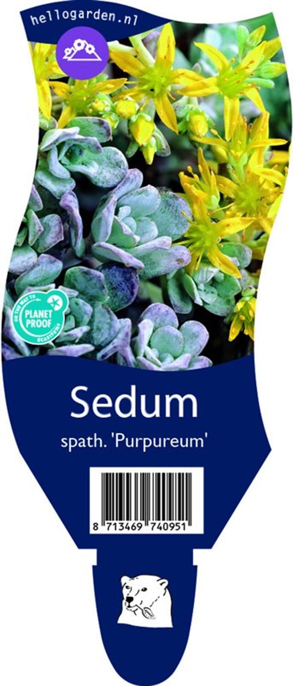 Sedum spathulifolium 'Purpureum' - P11