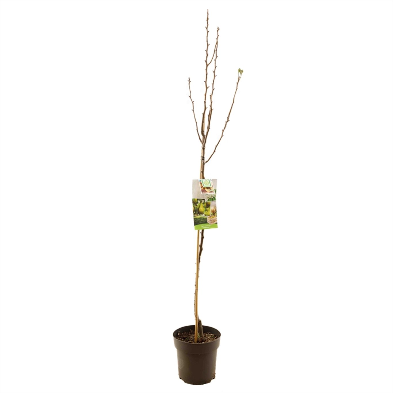 Pyrus c. 'Conference' - C7,5 175-225 CM Halfstem