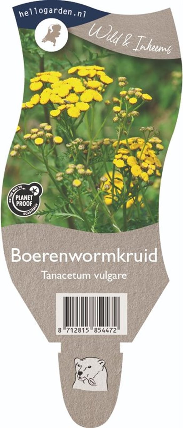 Tanacetum vulgare - P11