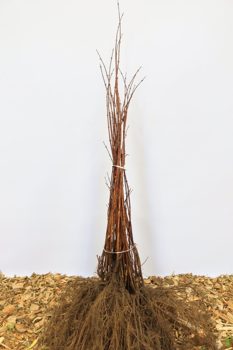 Deutzia scabra - 60-100 CM bare root 0/2   3-4 branche
