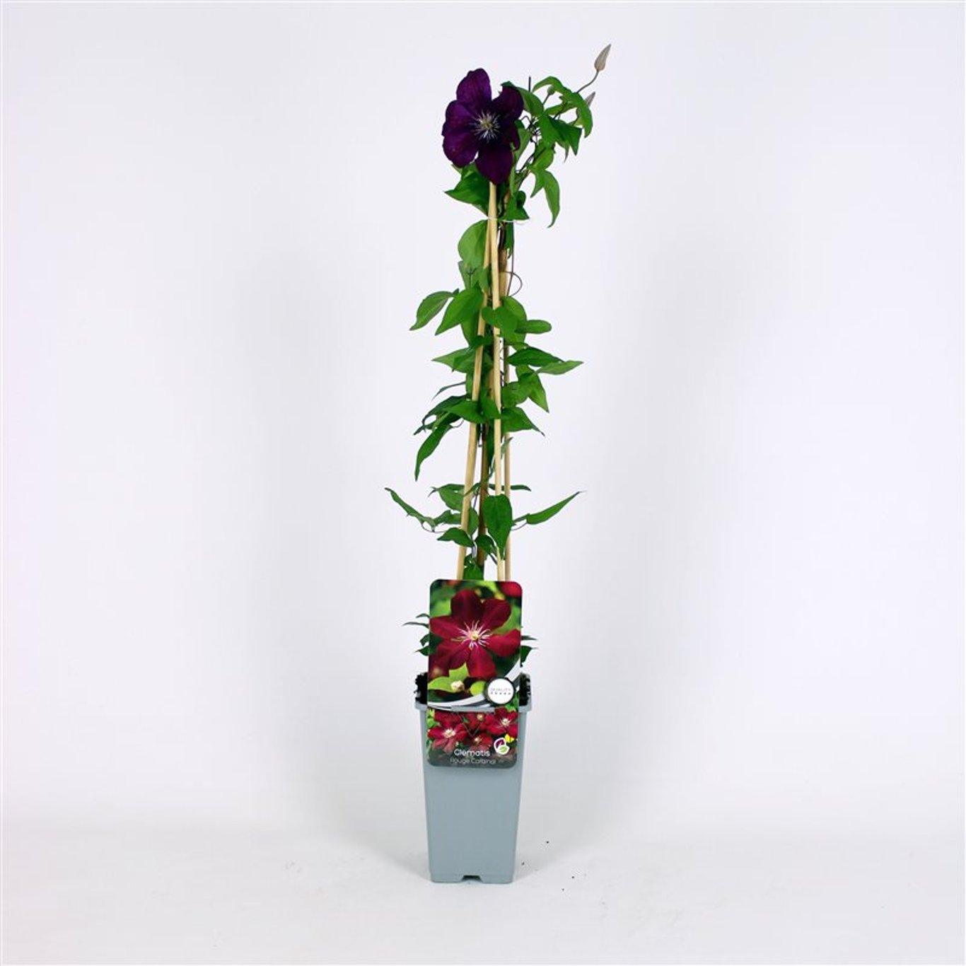 Clematis 'Rouge Cardinal' - C2 70/+ CM