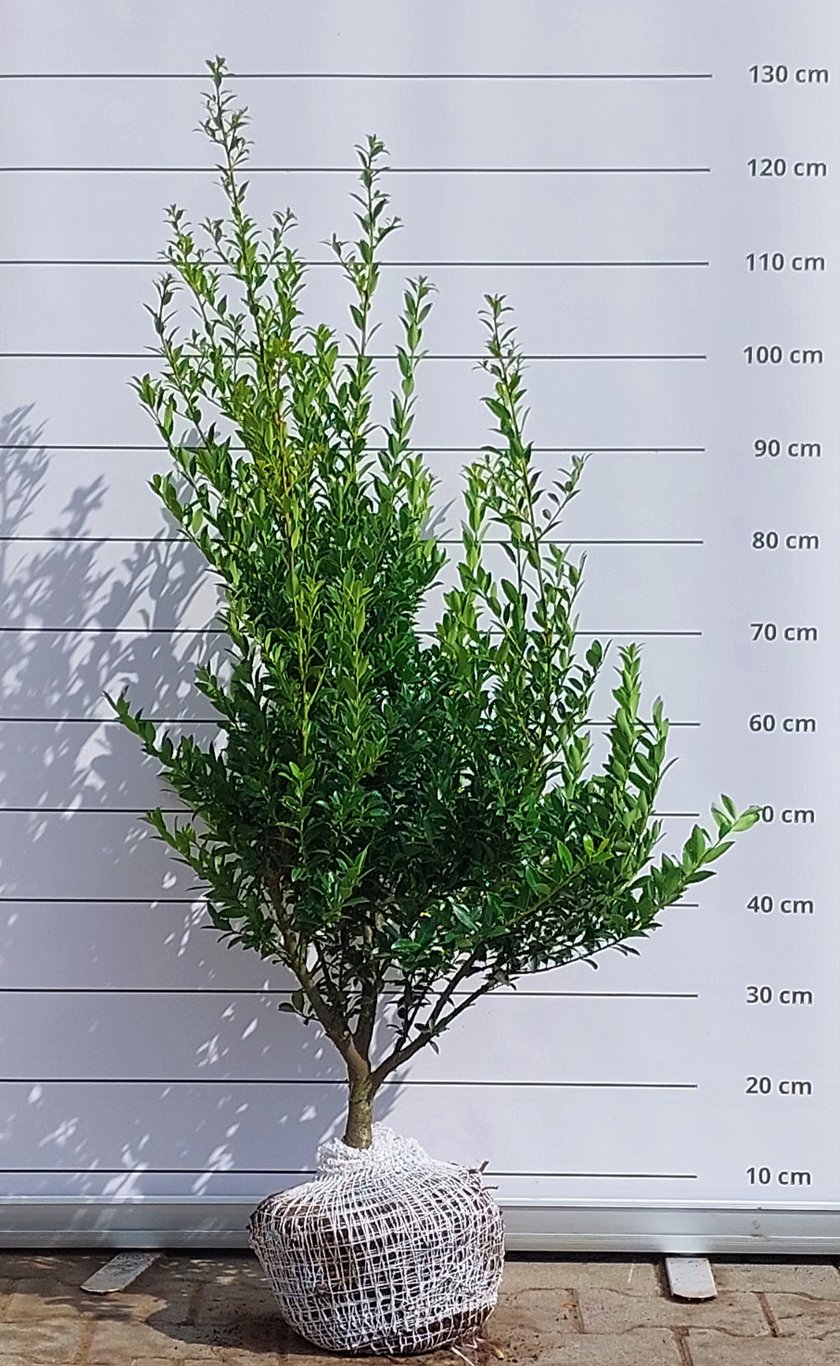 Ilex maximowicziana kanehirae - 80-100 CM RB