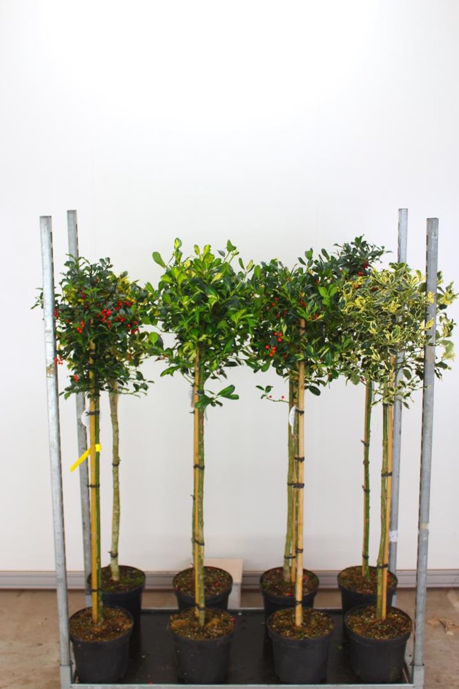 Ilex aq. 'Argentea Marginata' - 90 CM Stem C7.5
