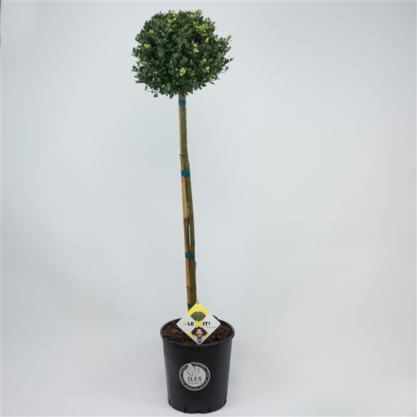 Ilex crenata 'Dark Green'® - 80 CM Stem C20
