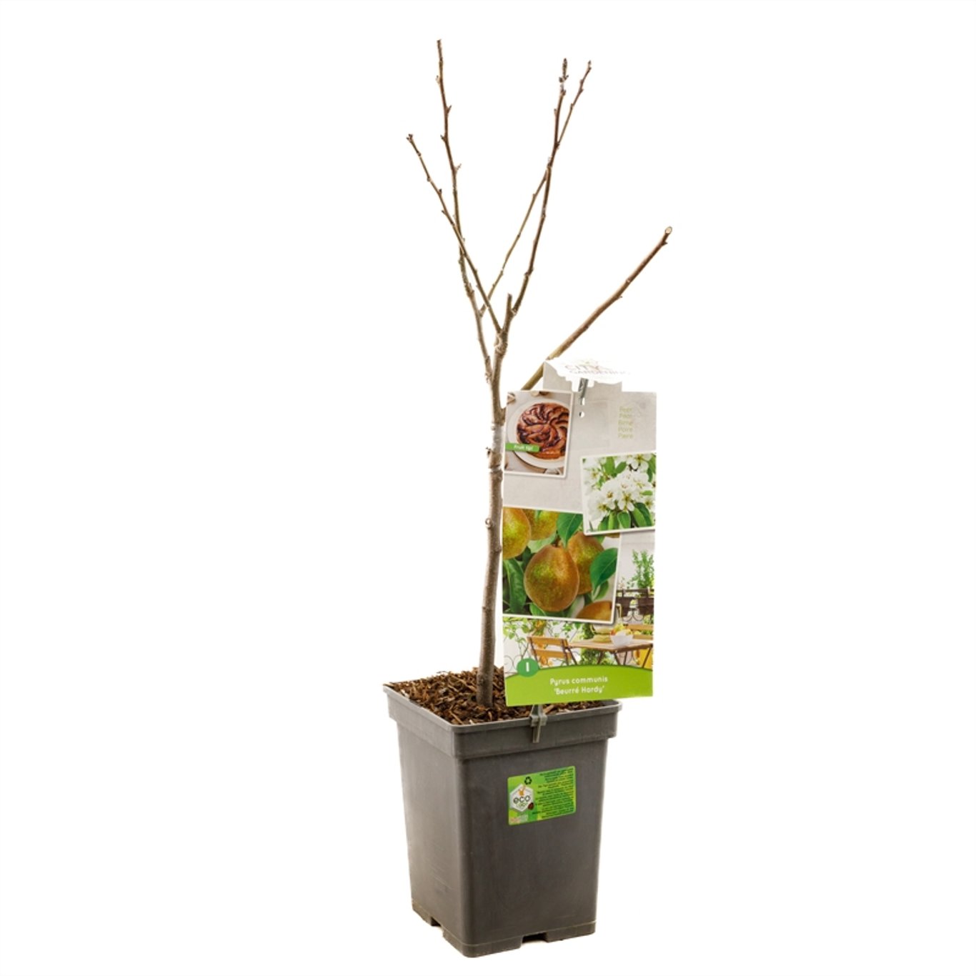 Pyrus c. 'Beurré Hardy' - C5 80-100 CM