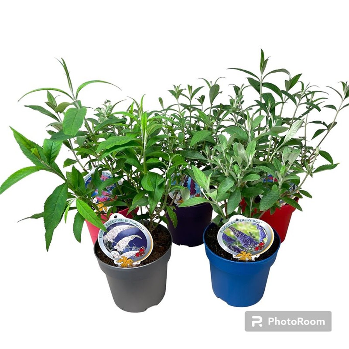 Buddleja davidii - C3