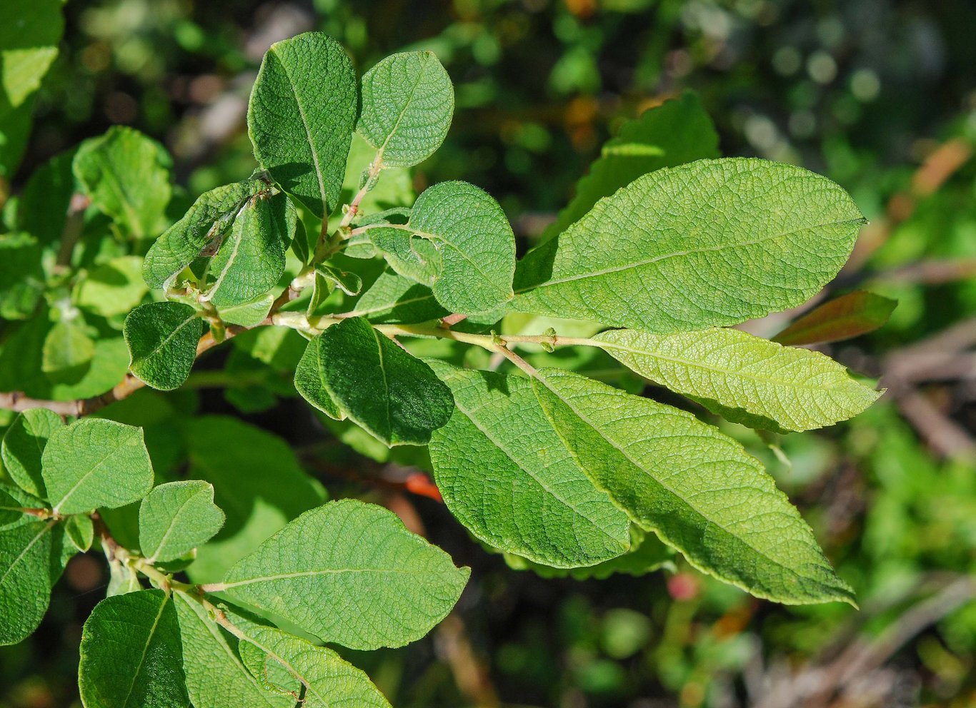 Salix aurita - 60-100 CM bare root 0/1 3/+  branche