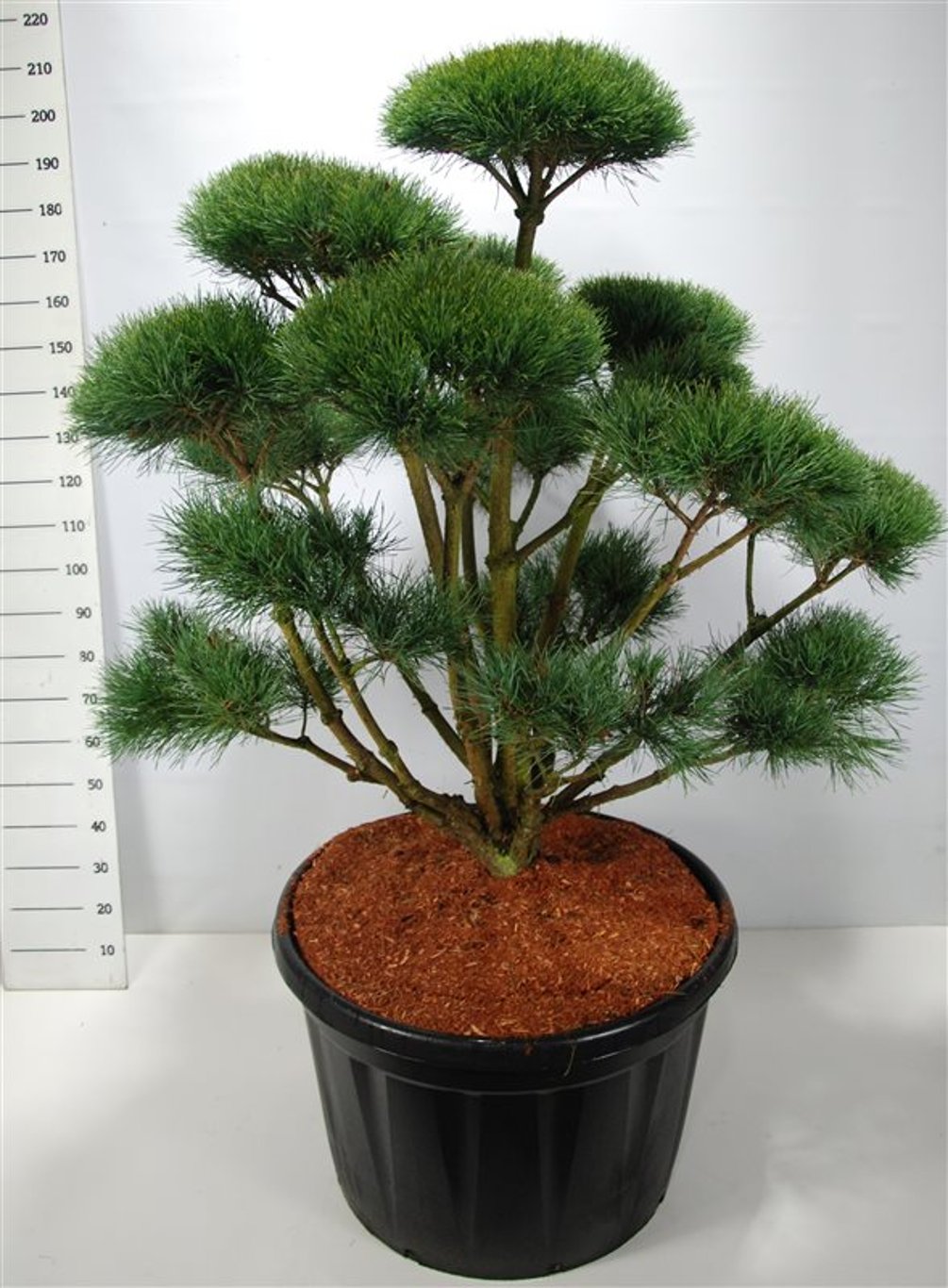 Pinus sylv. 'Watereri' - 125-150 CM Bonsai Cont.
