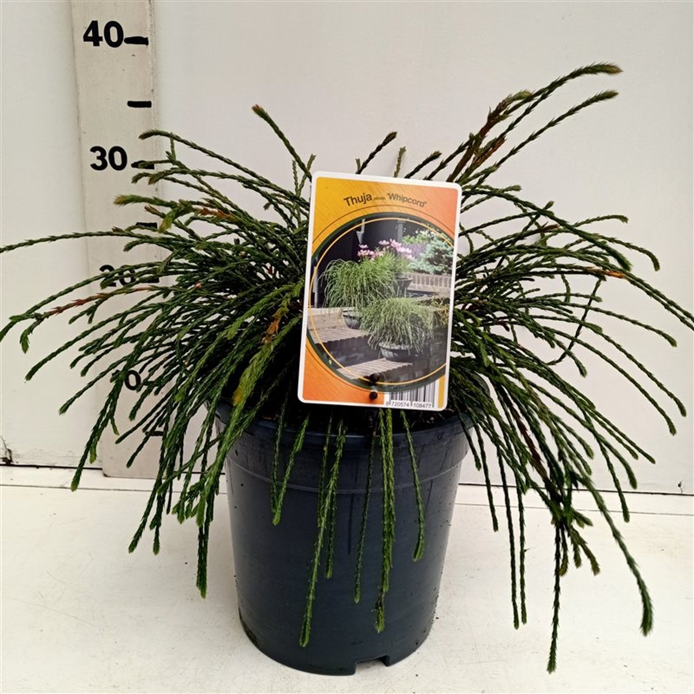 Thuja pl. 'Whipcord' - C3 25-30 CM