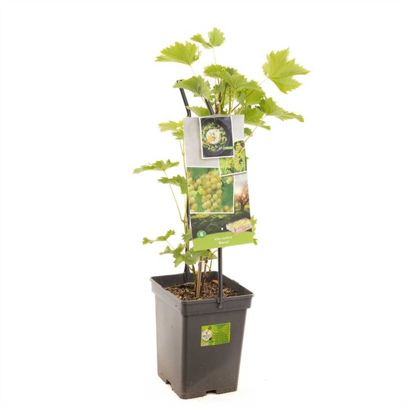 Vitis 'Bianca' - 50-60 CM Carry Handle C5
