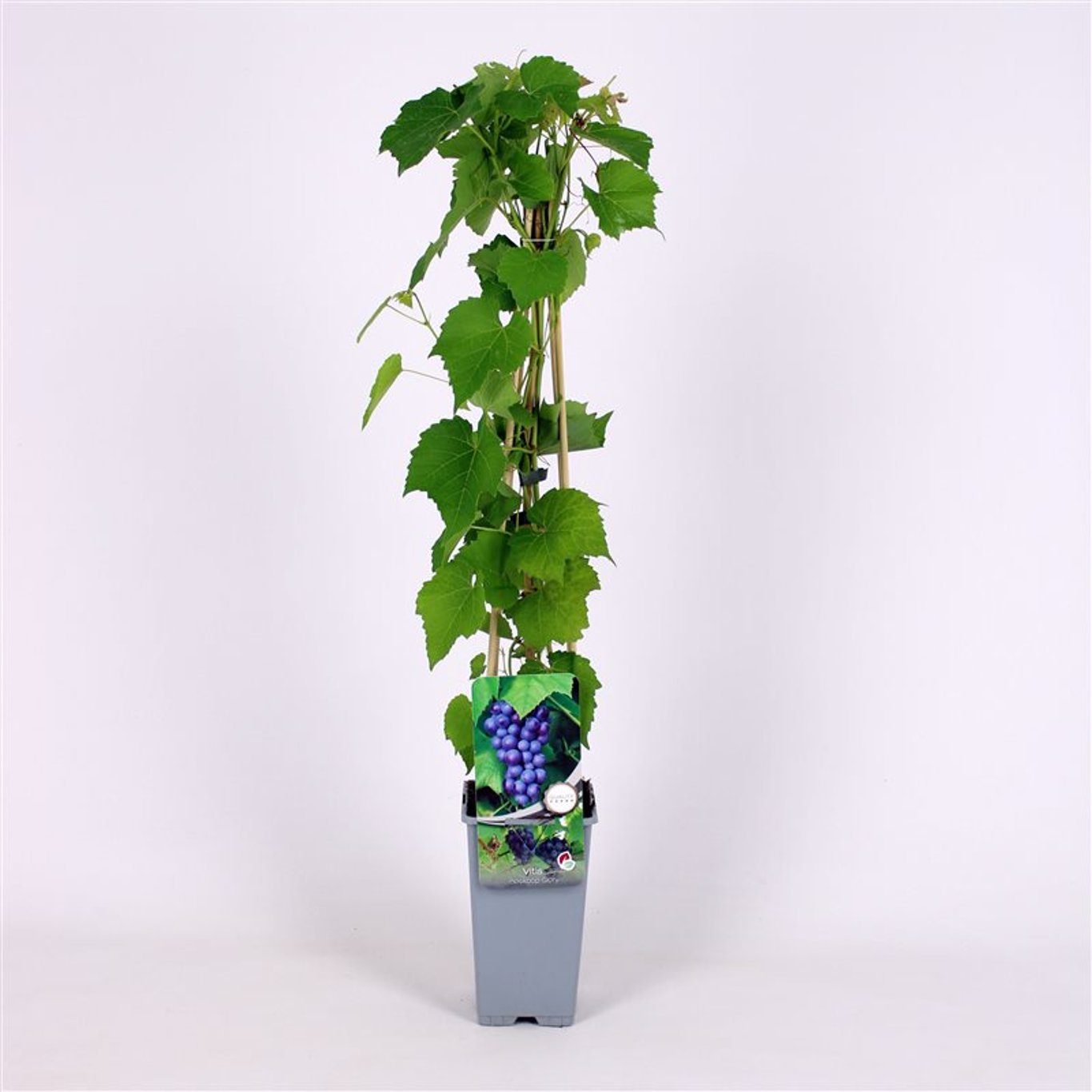 Vitis 'Boskoop Glory' - C2 70/+ CM