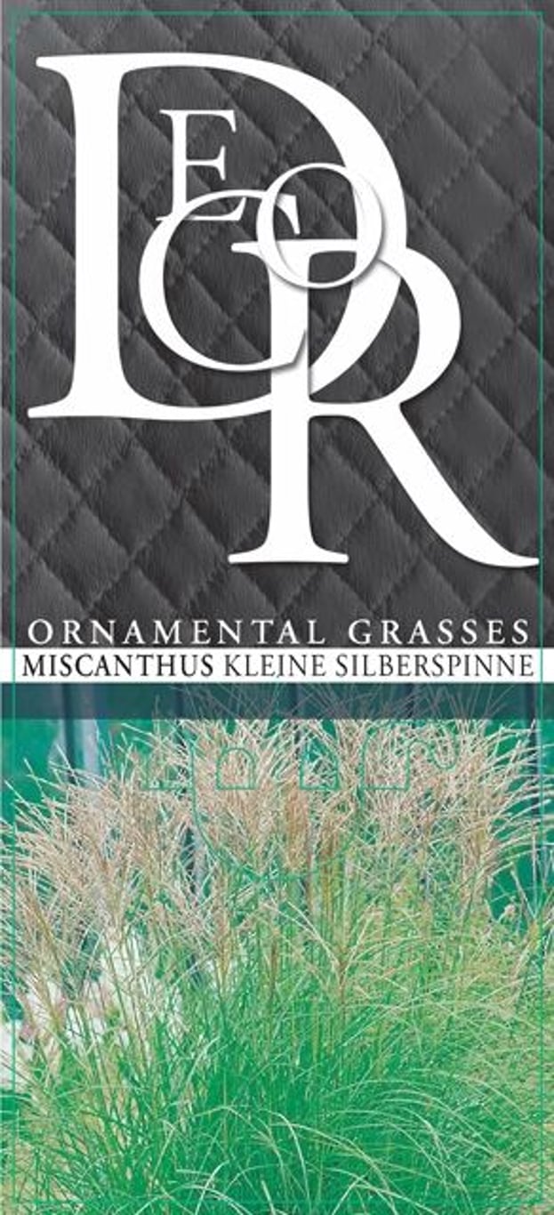 Miscanthus sin. 'Kleine Silbersp.' - C3