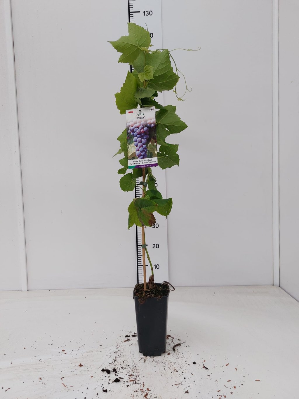 Vitis 'Venus' - C2 60-80 CM Stick
