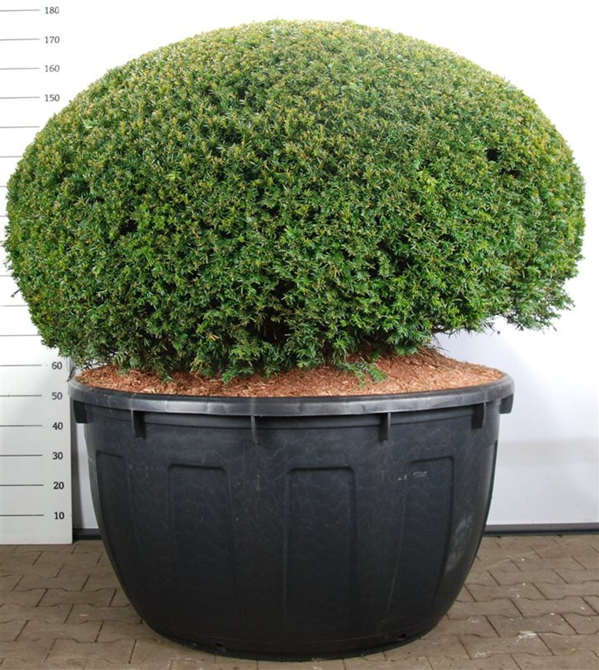 Taxus baccata - 150 CM Ball Cont.