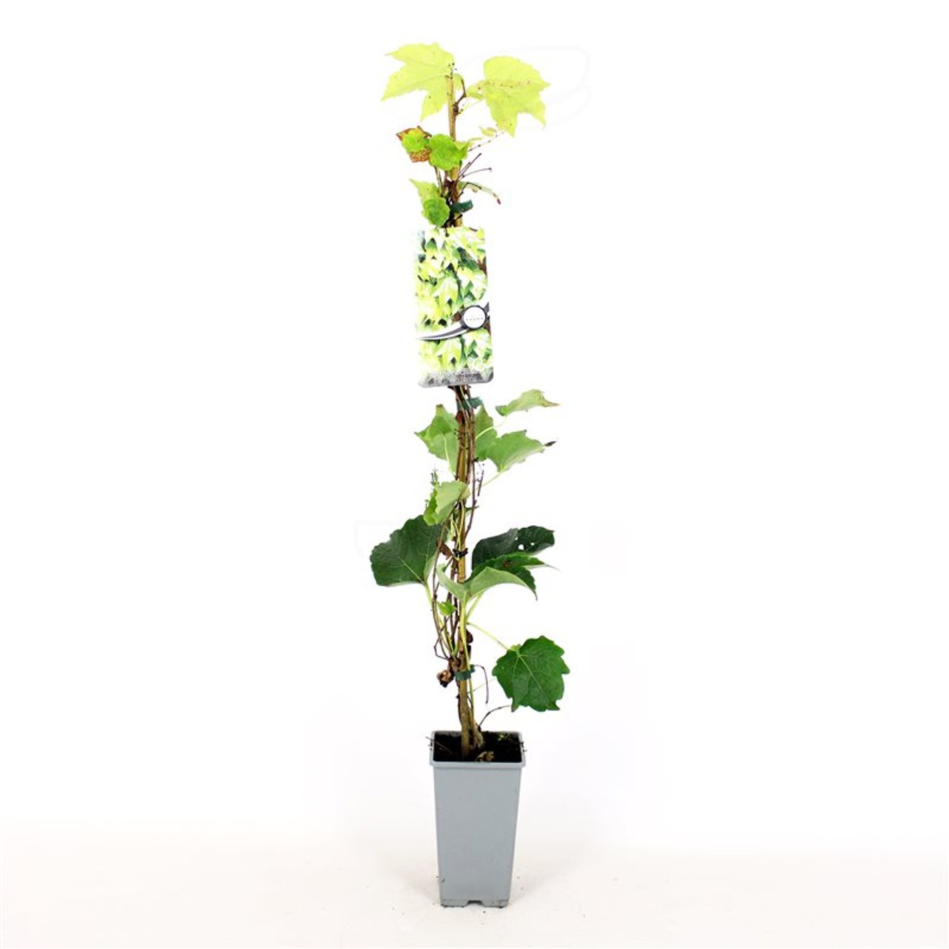 Parthenocissus tr. 'Green Spring' - C2 80-100 CM Stick